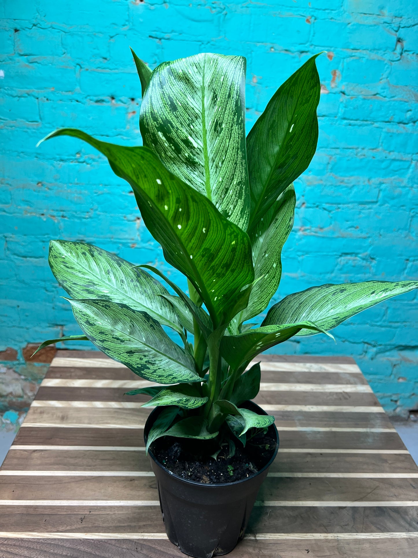 Dieffenbachia 6”