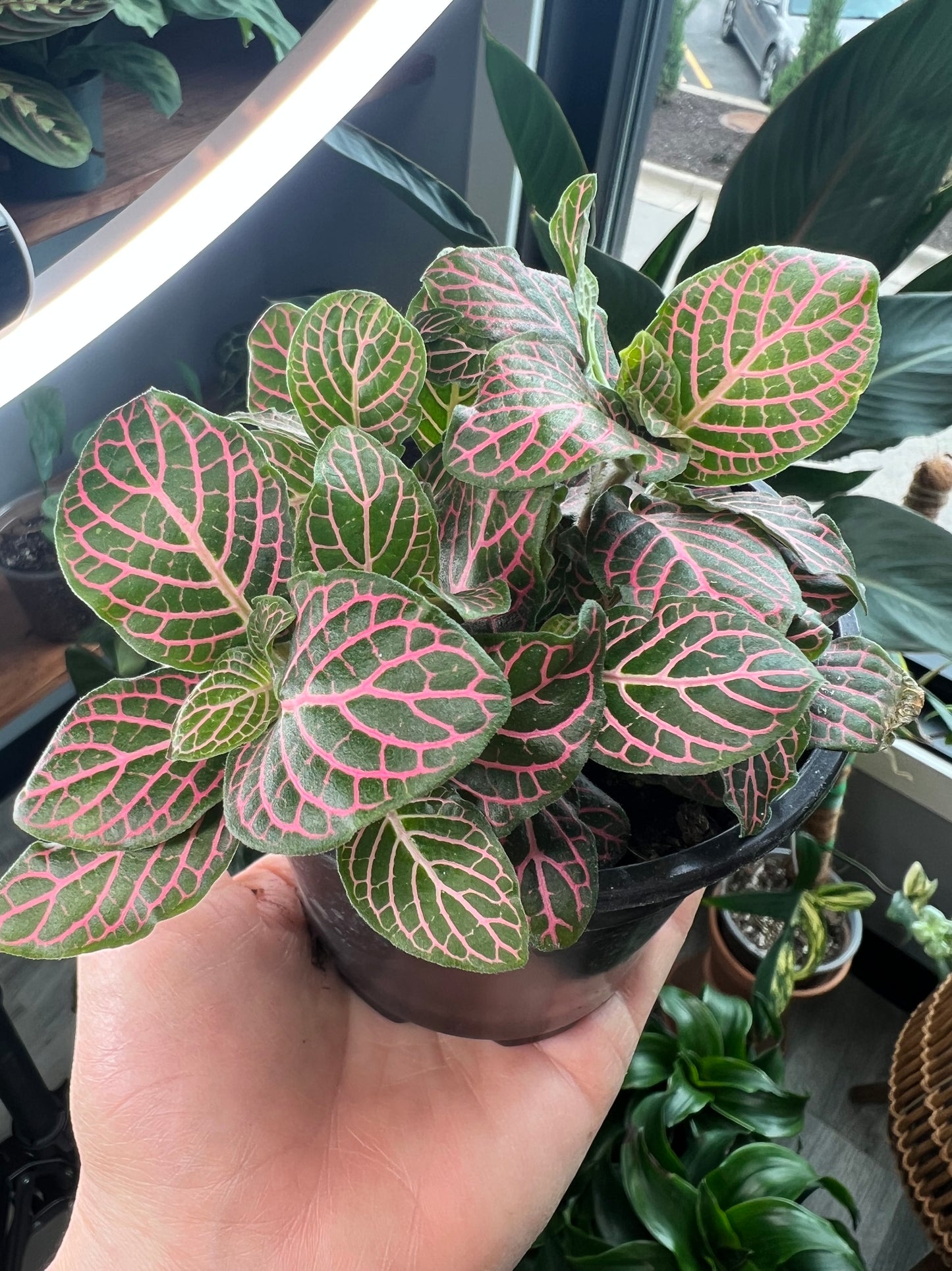 Nerveplant-Albivenis (Fuzzy stems)