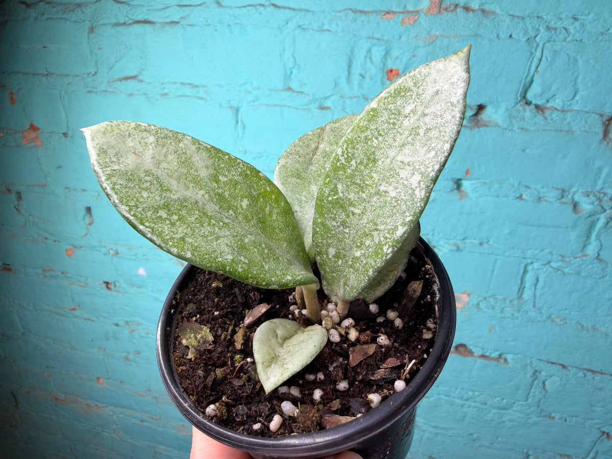 Hoya Nova Ghost 4”