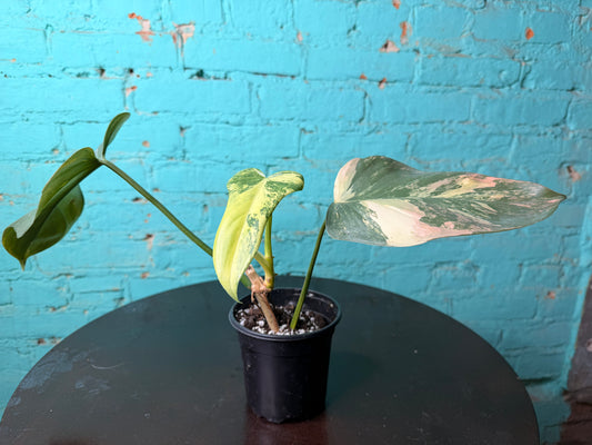 Philodendron Bipennifolium Variegated 4”