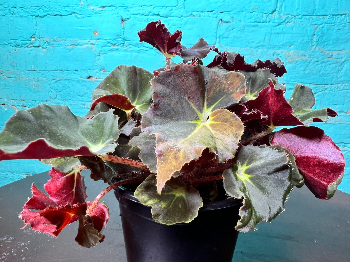 Rex Begonia “Green Velevt”