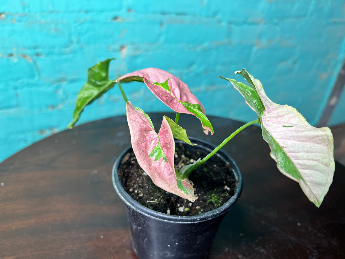 Syngonium Pink Lava 4”