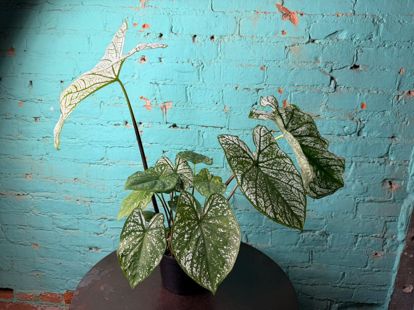 Caladium 6” ‘Dreams’