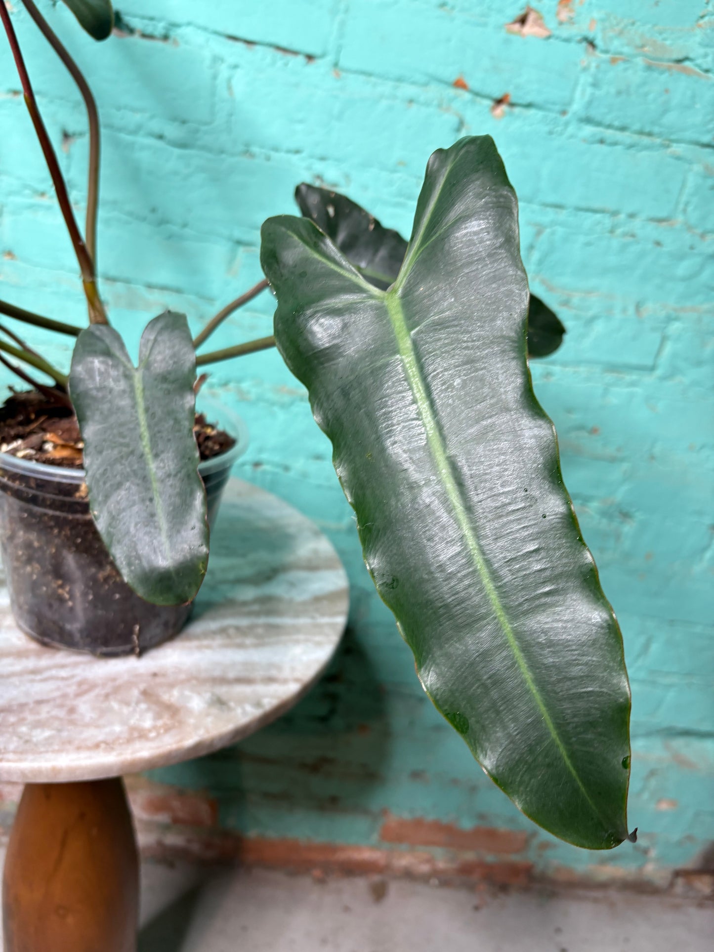 Philodendron Black Billietiae 6”