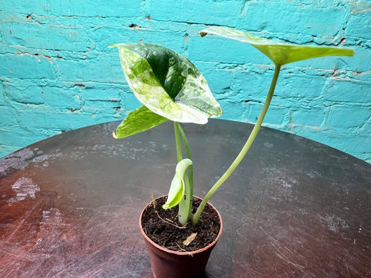 Alocasia Dragon Scale Albo 3”