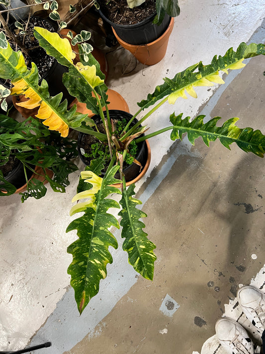 Philodendron Ring of Fire 10”