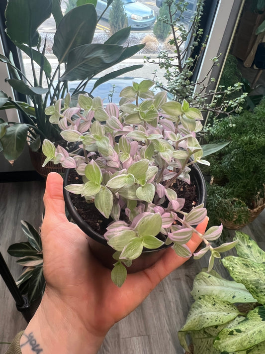 Pink Panther Bolivian Jew- Callisia