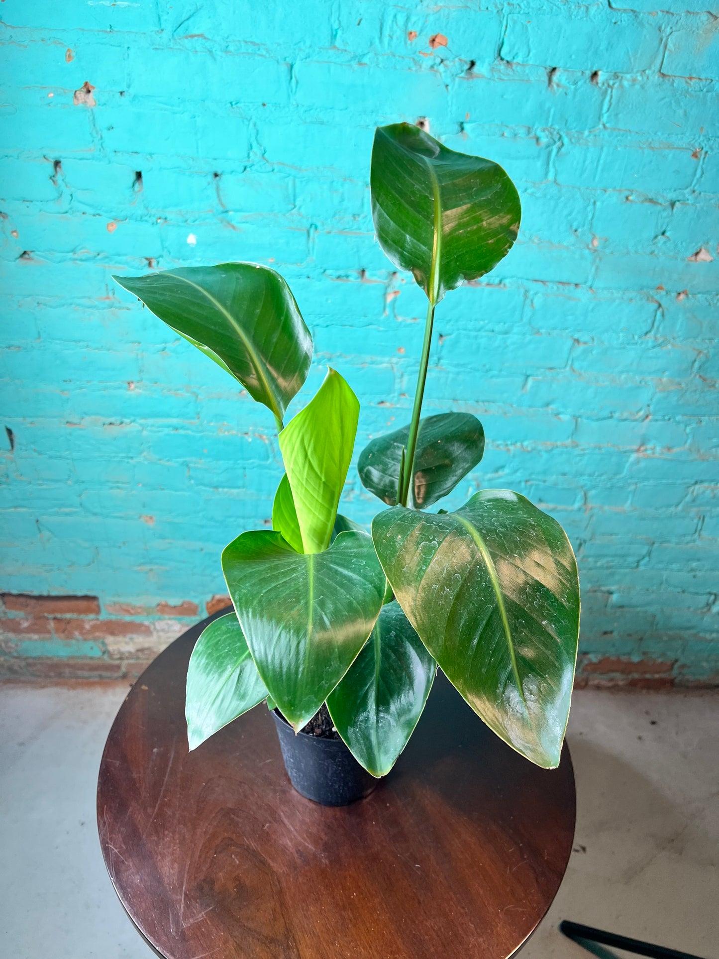 Bird of Paradise White 6”