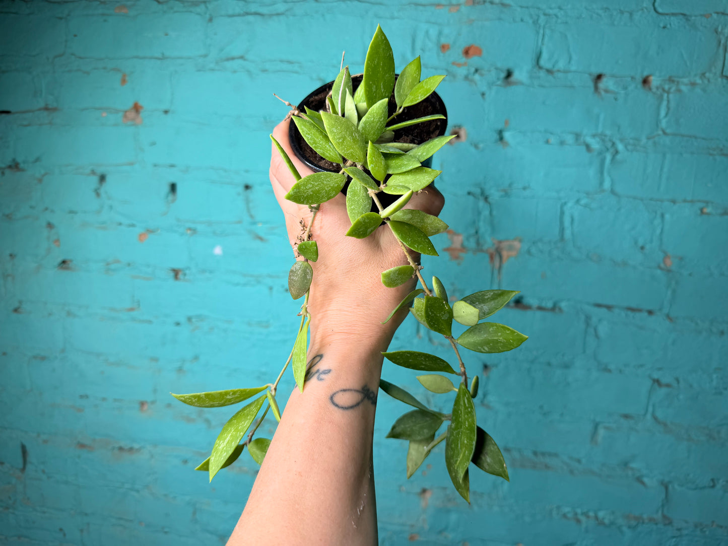 Hoya-Gracillis 4”