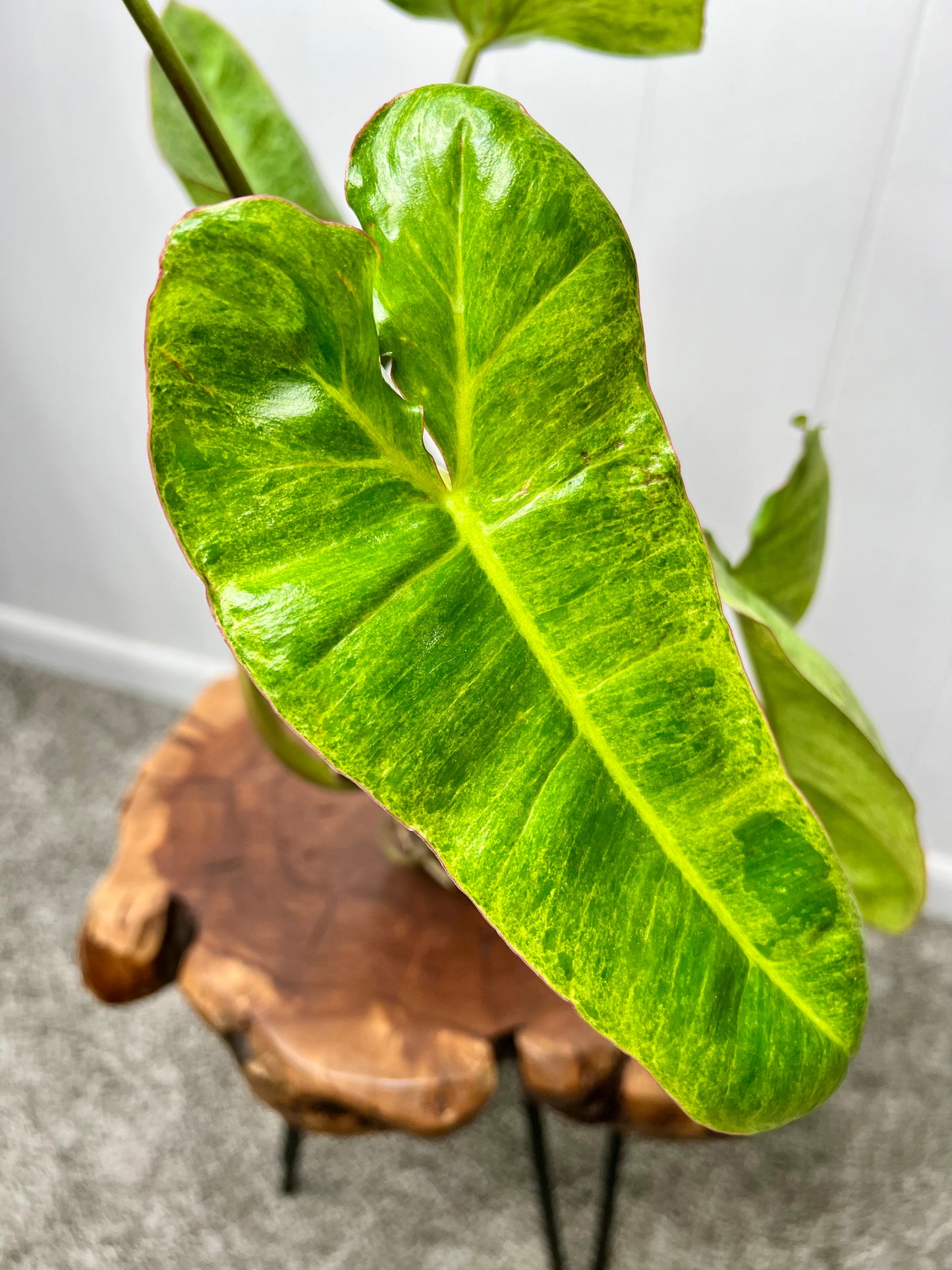 Philodendron Paraiso Verde (6inch)