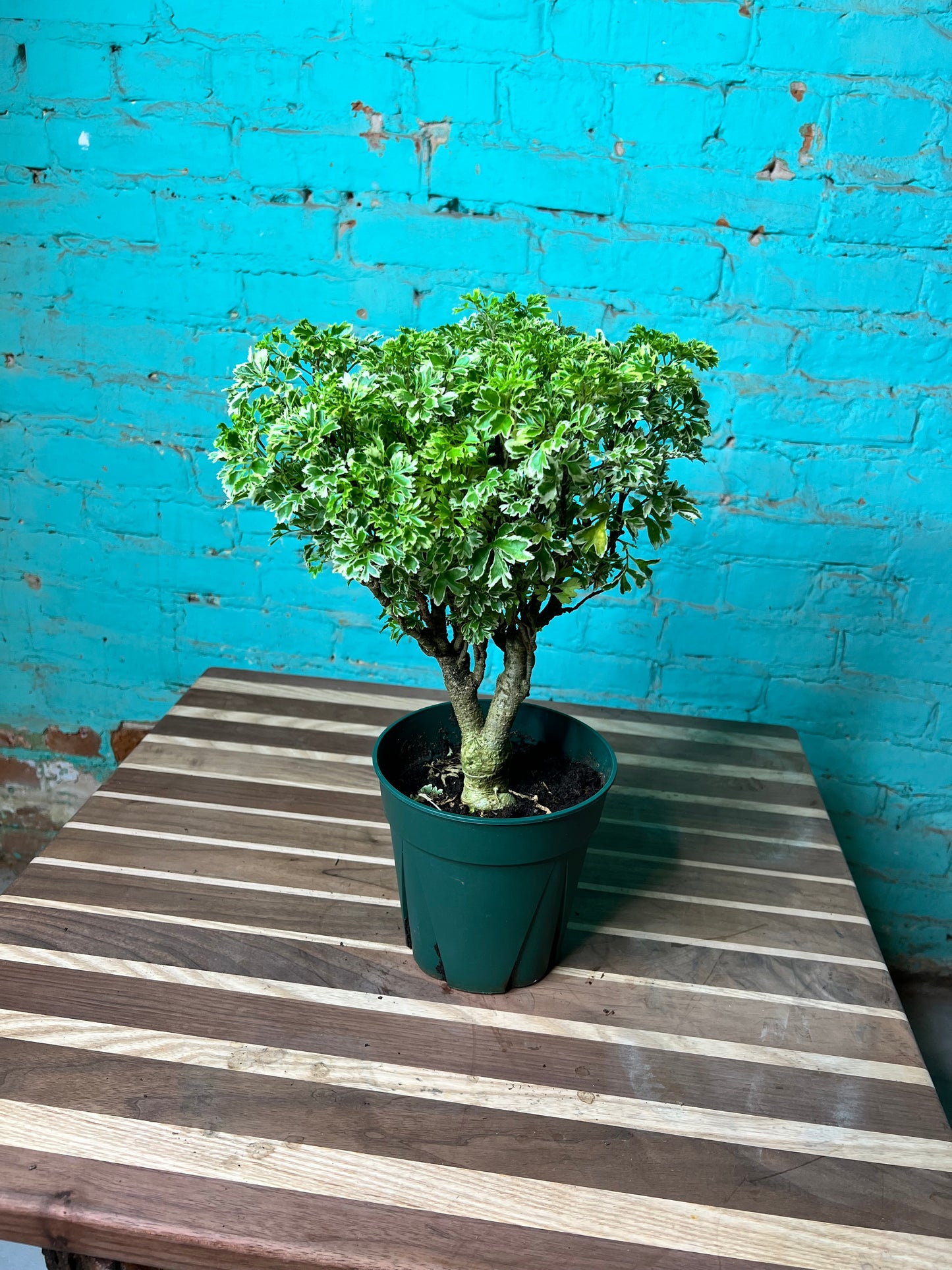 Ming Aralia variegated 6”
