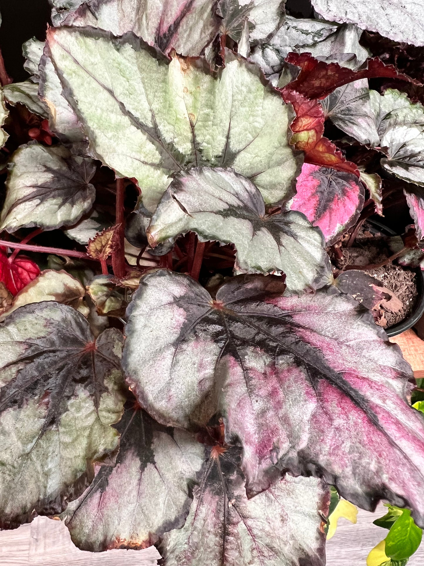 Begonia Painted Leaf