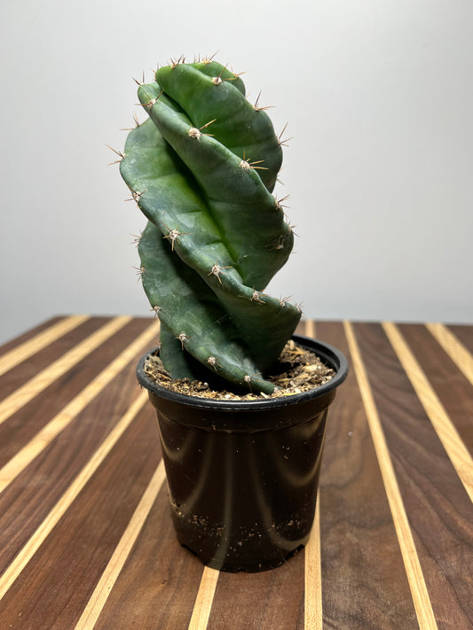 Cereus Forbesii Spiralis 4”