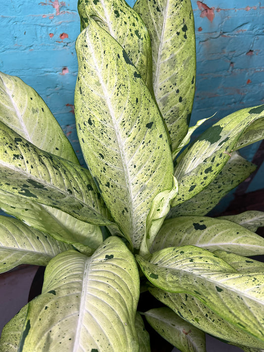 Dieffenbachia camouflage 8”