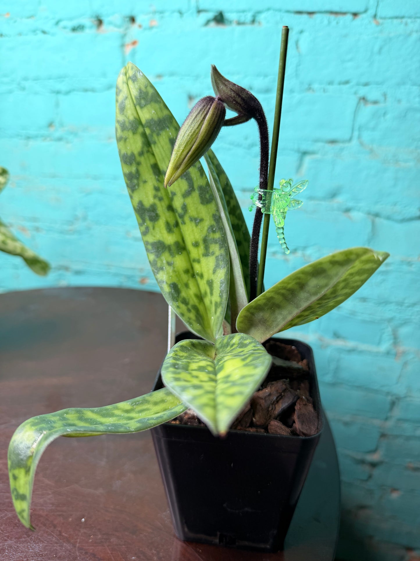 Paphiopedilum ‘Petula Dramatically’ Lady Slipper