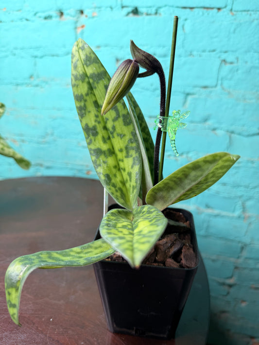 Paphiopedilum ‘Petula Dramatically’ Lady Slipper