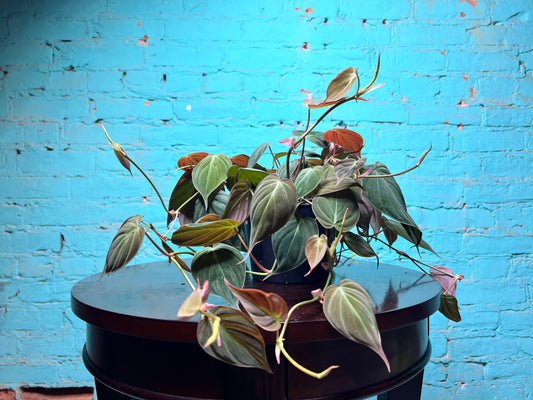 Philodendron Mican 6”