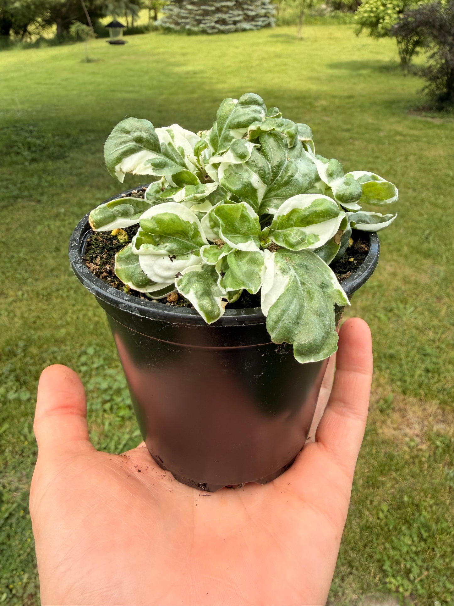 Alternanthera ‘Snow Ball’ 4”