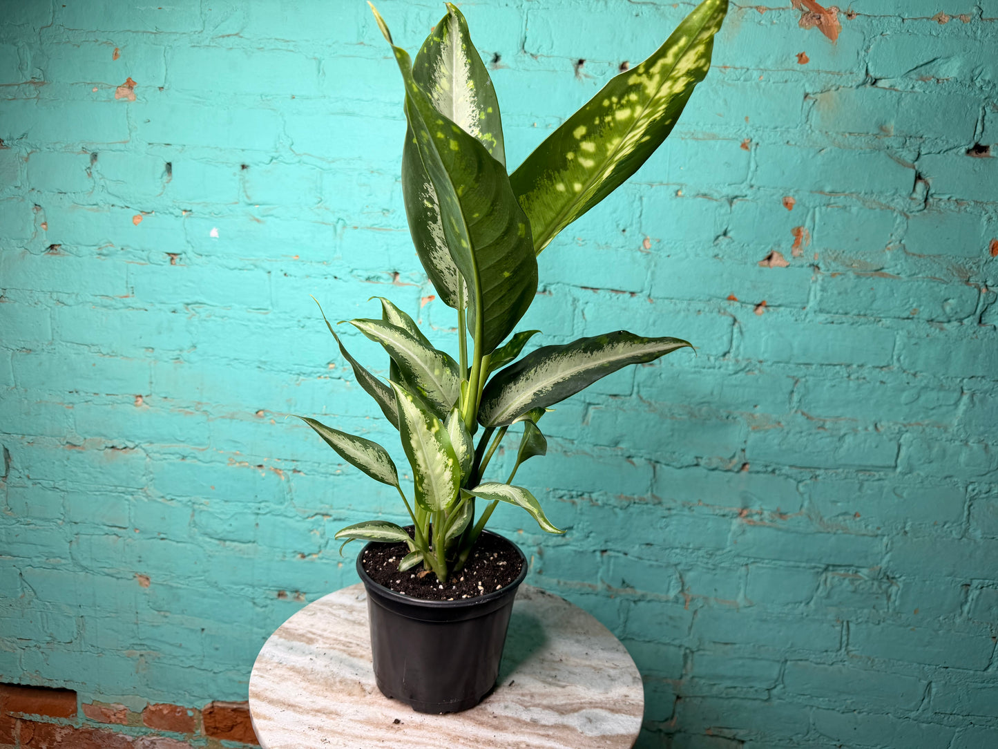 Dieffenbachia 6”