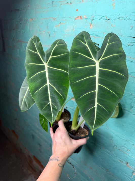 Alocasia Frydrek 4”