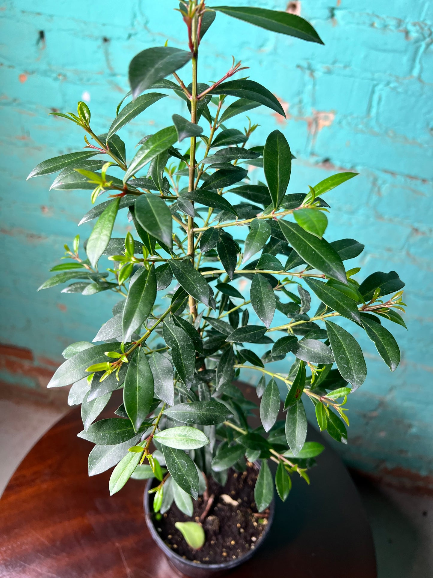 Magenta Cherry Tree 6”