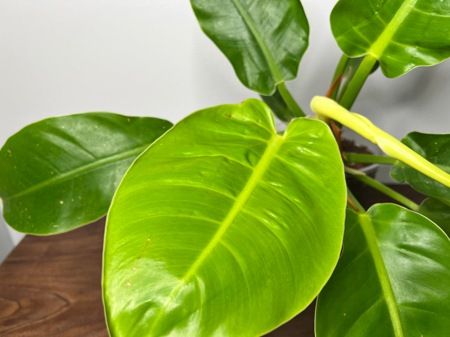 Philodendron Moonlight 6”