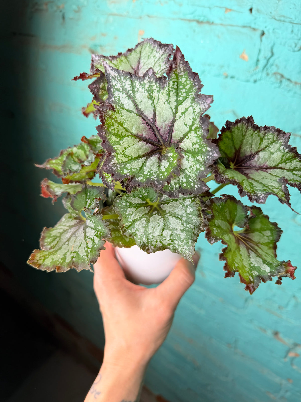 Begonia Rex ‘Lavender Mint’ 4”