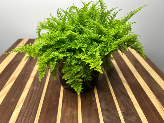 Giant Sword Fern 6”