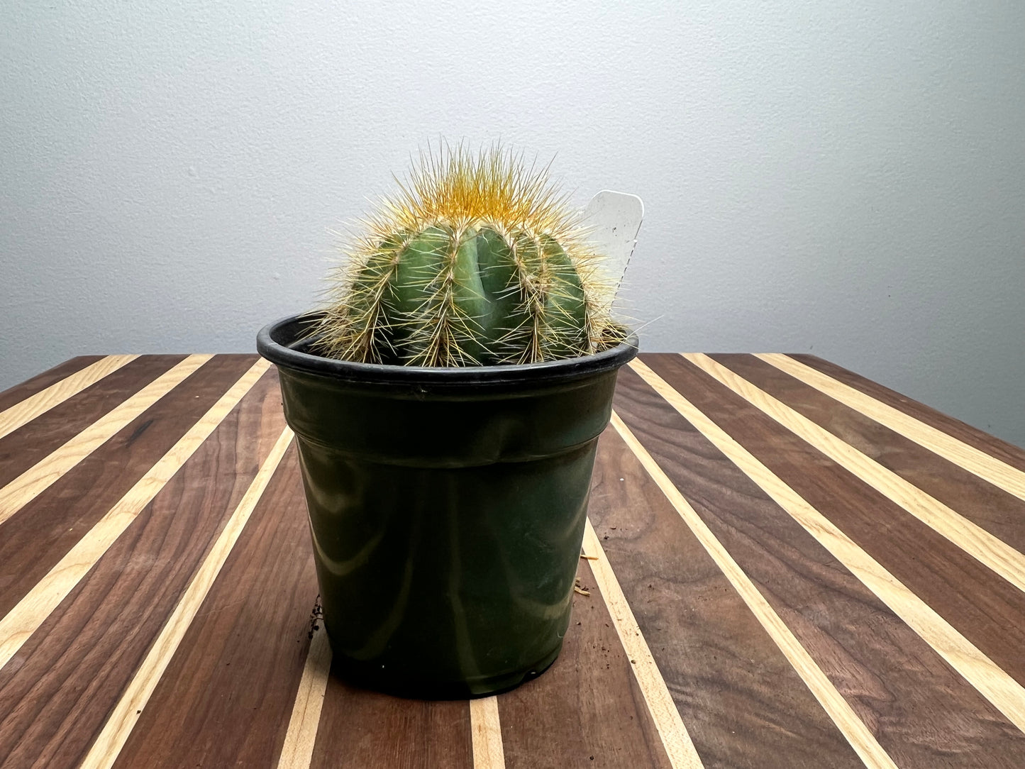 Notocactus Magnificus 4”