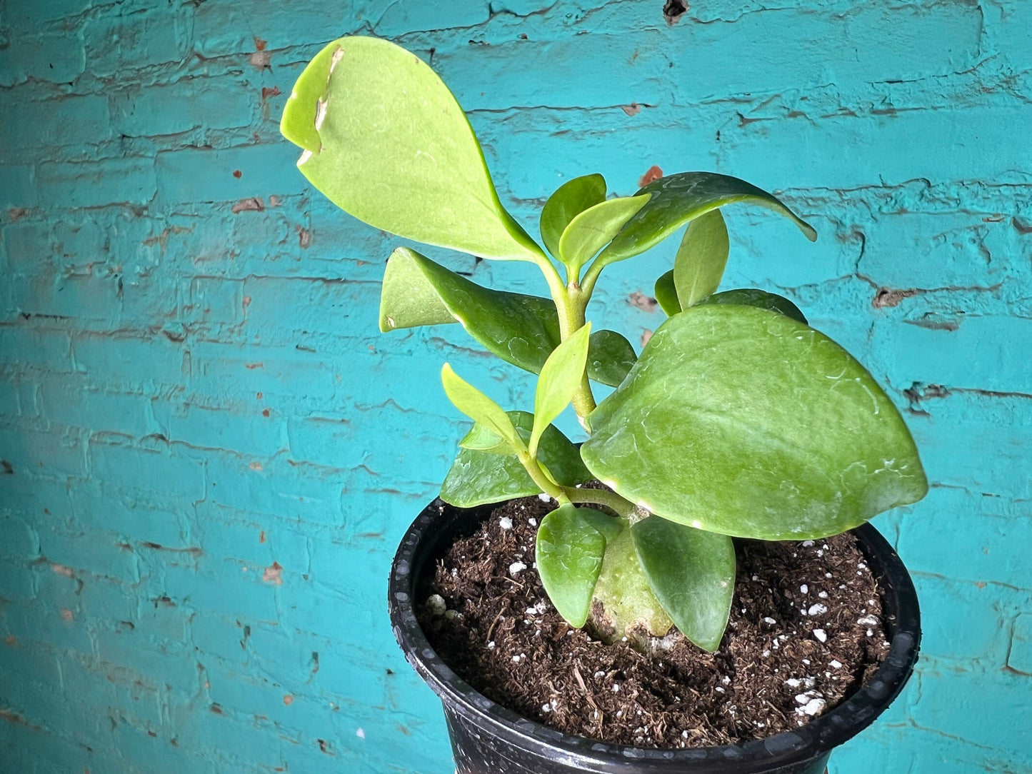 Hydnophe Papuanum “Mase Plant” 4”