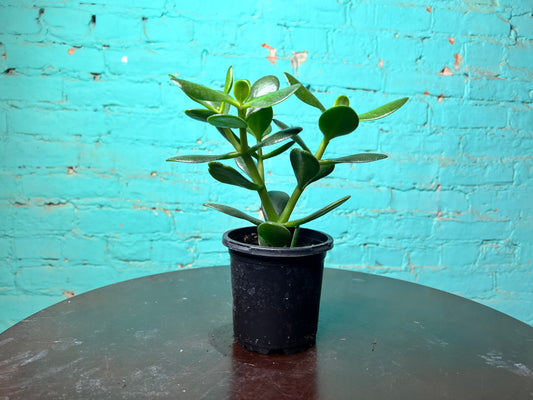 Jade Plant 4”