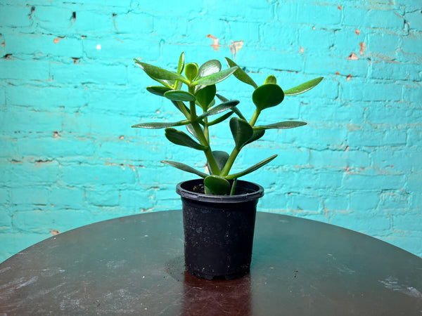 Jade Plant 4”