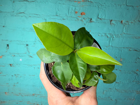 Ardisia Humillis 4” ‘Shoebutton’