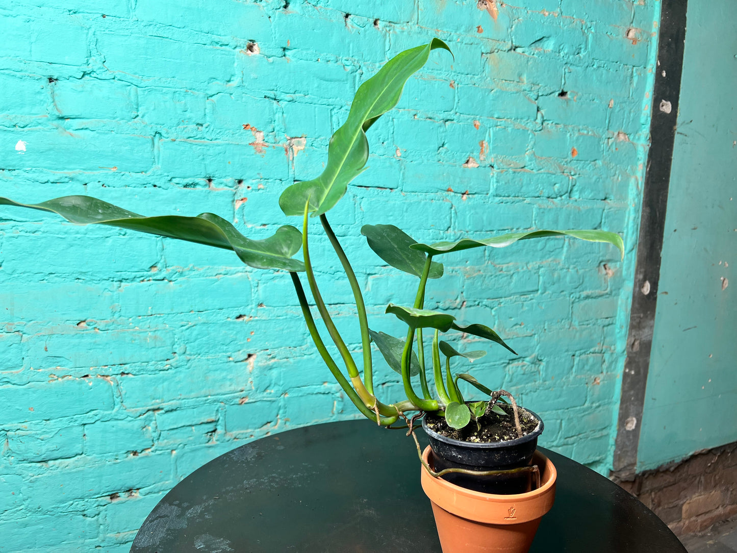 philodendron Jerry Thorne 4”