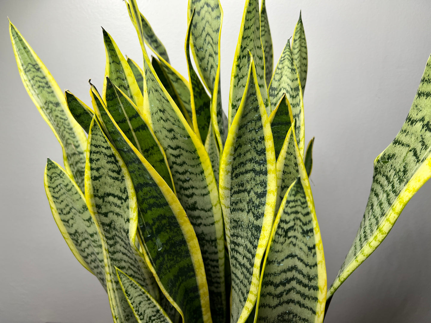 Snake plant 10”