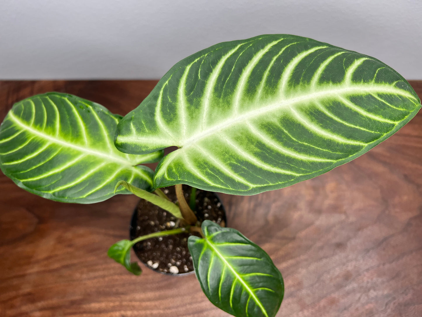 caladium lindenii 4”