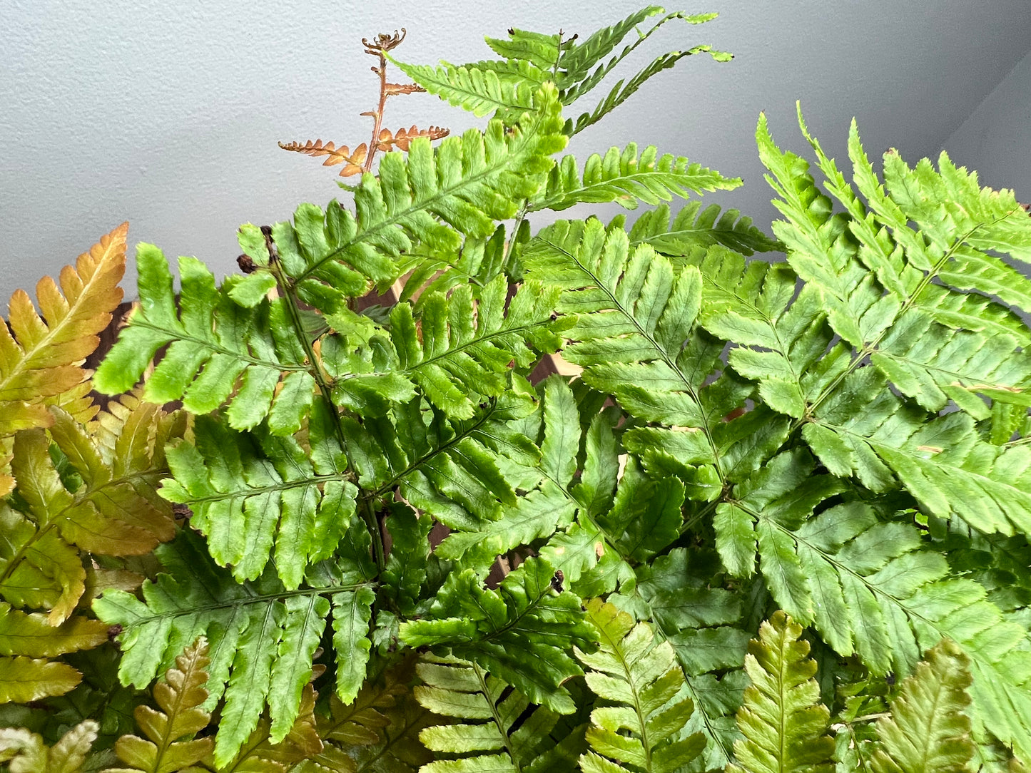 Autumn fern 6”