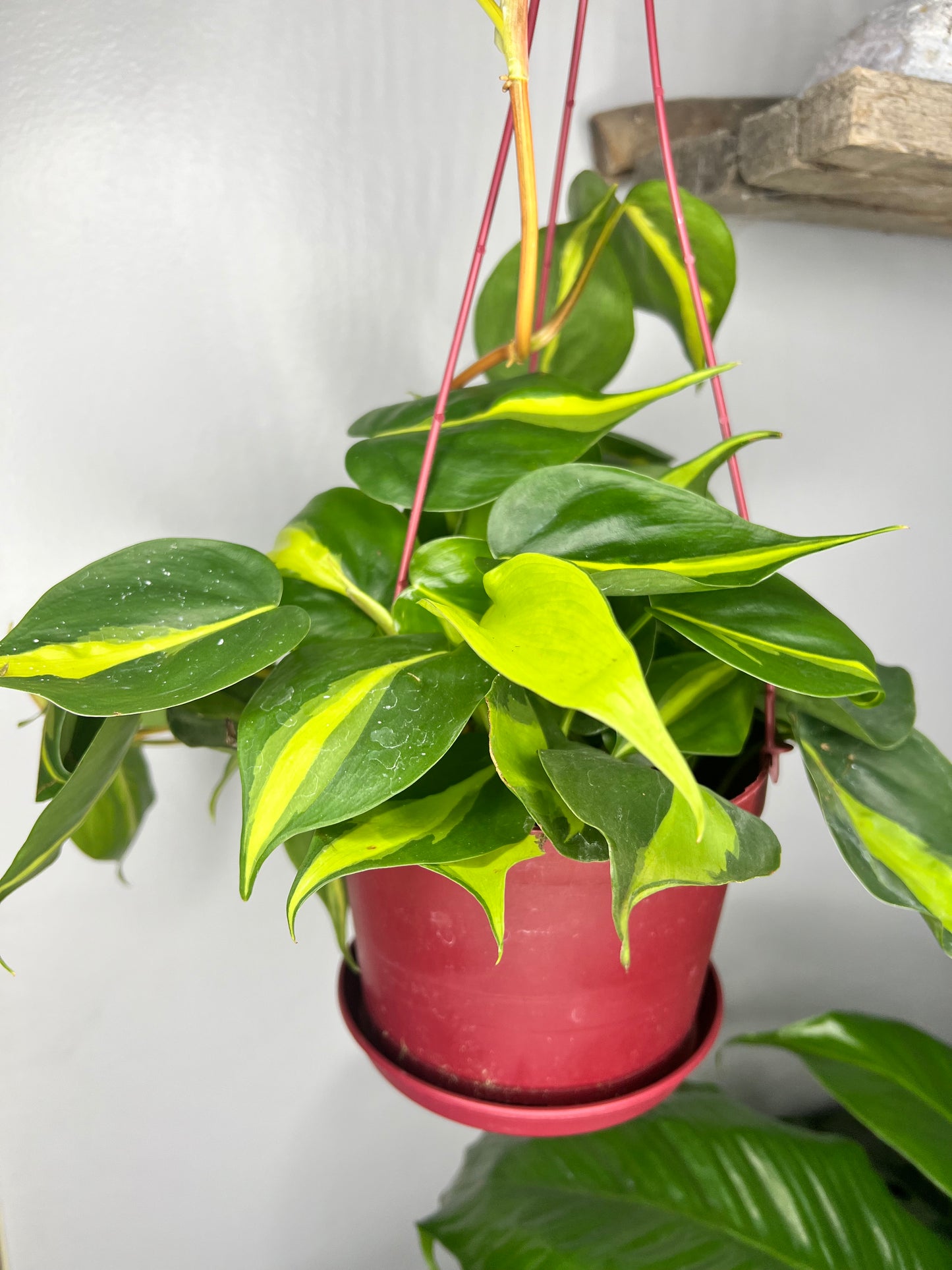 Philodendron Brasil 6” hanging basket