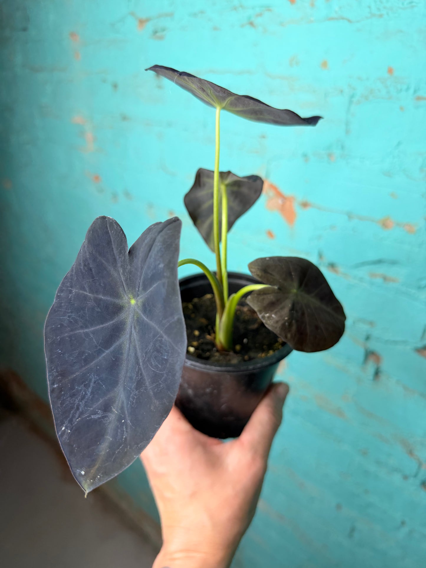 Colocasia Black Beauty 4”