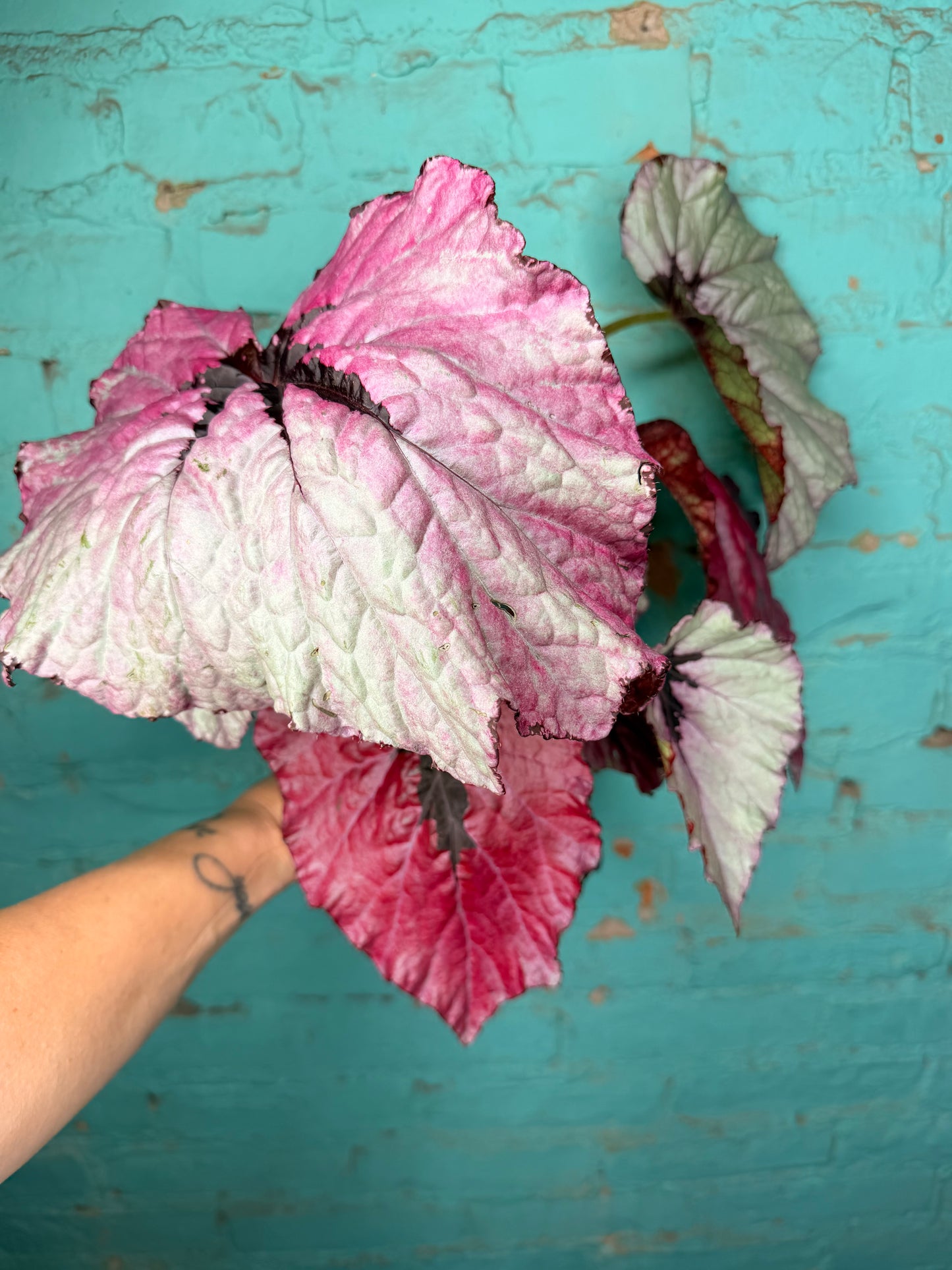 Begonia T-Rex ‘Ruby Slipper’
