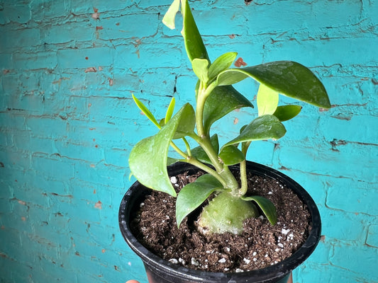 Hydnophe Papuanum “Mase Plant” 4”