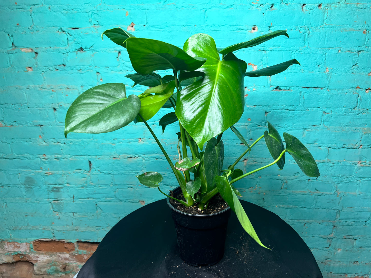 Monstera Deliciosa 6”