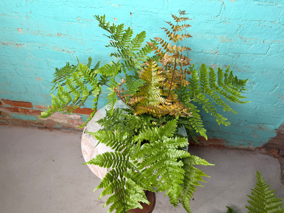 Autumn Fern 6”