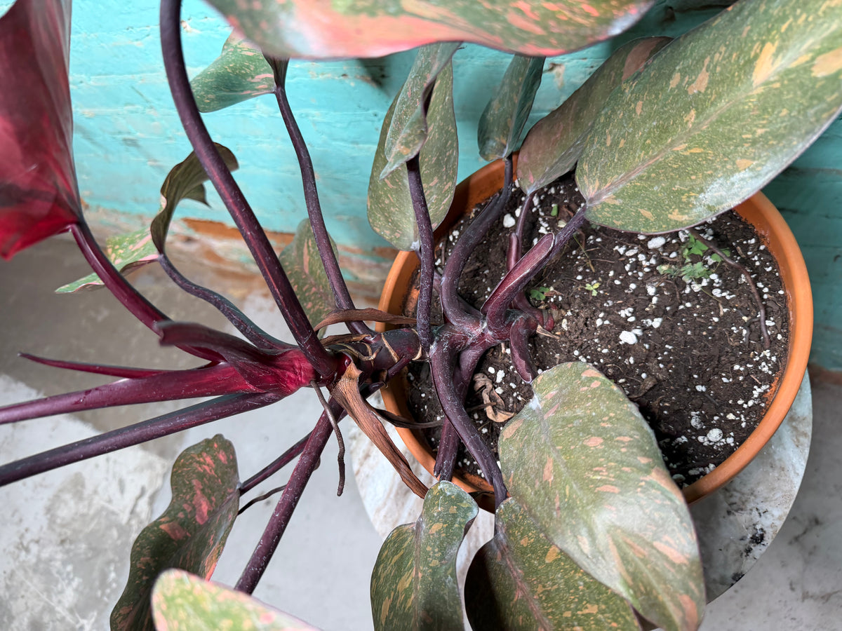 Philodendron Orange Princess 8”