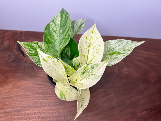 Snow Queen Pothos