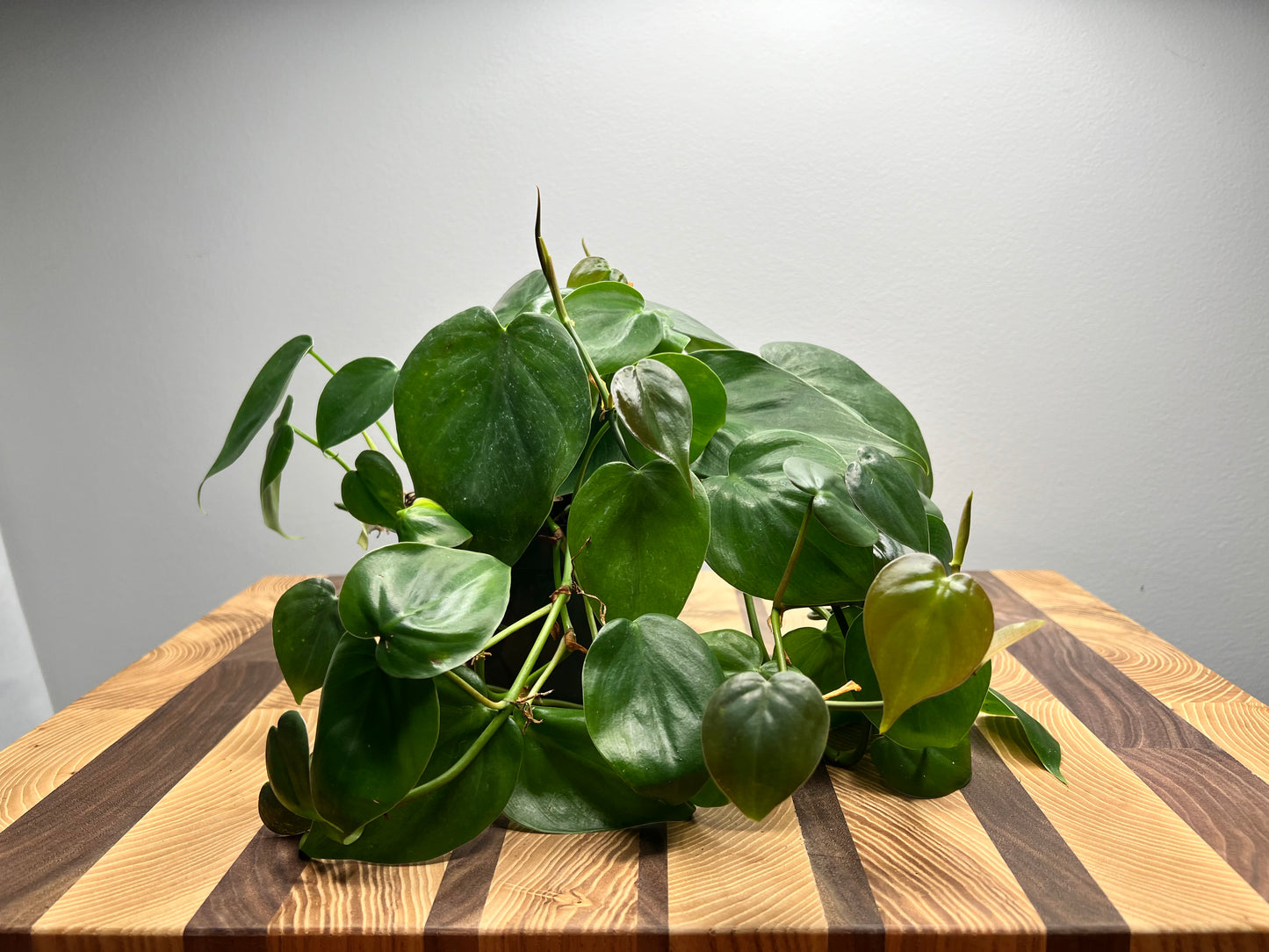 Heart leaf philodendron