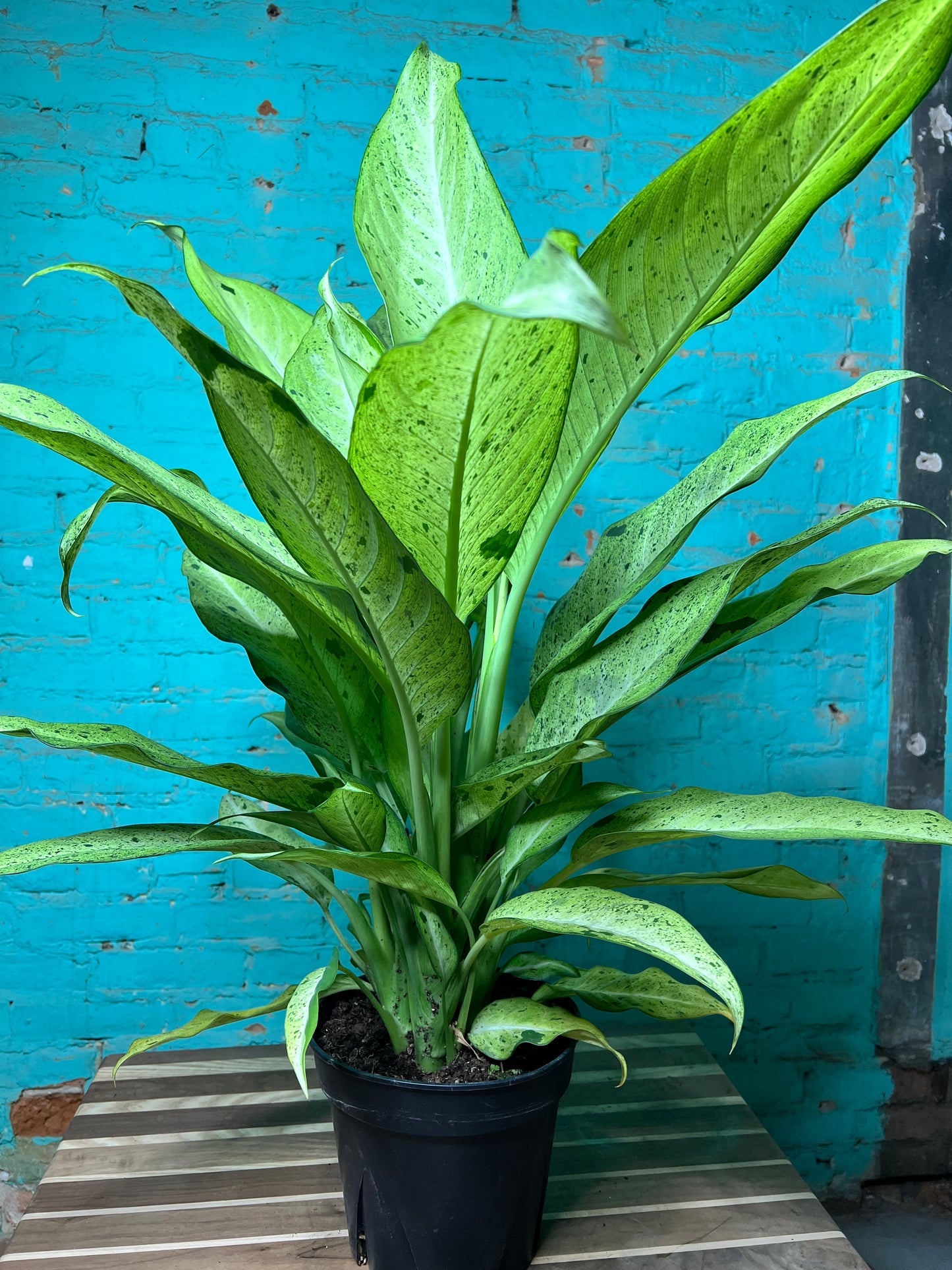 Dieffenbachia 8”