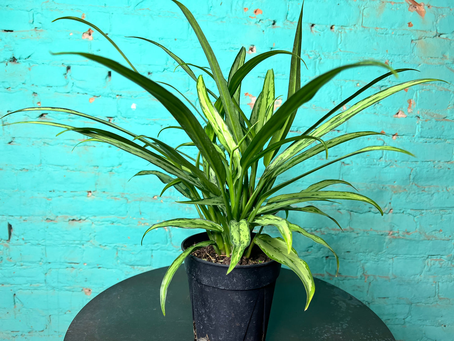 Aglaonema Cutless  6”