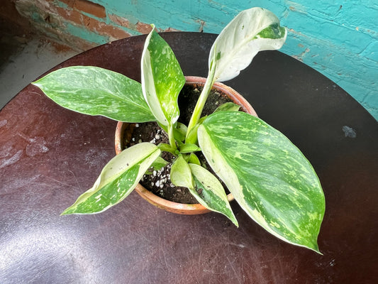 Philodendron Jose Buono Albo 4” clay