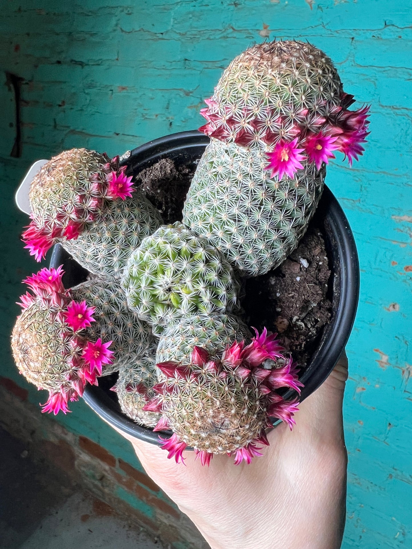 Mammillaria Spinosissima 6